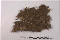 藏品(斯氏合葉蘚)的圖片